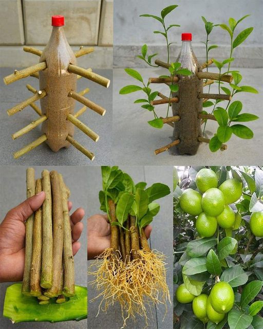 The Easiest Way to Grow Lemons from Lemon Cuttings. Garden