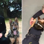 Simon Cowell Crying With Heroic police dog Finn moves the Judges to tears 𝐖𝐚𝐭𝐜𝐡 𝐯𝐢𝐝𝐞𝐨 𝐢𝐧 𝐜𝐨𝐦𝐦𝐞𝐧𝐭𝐬 𝐛𝐞𝐥𝐨𝐰 