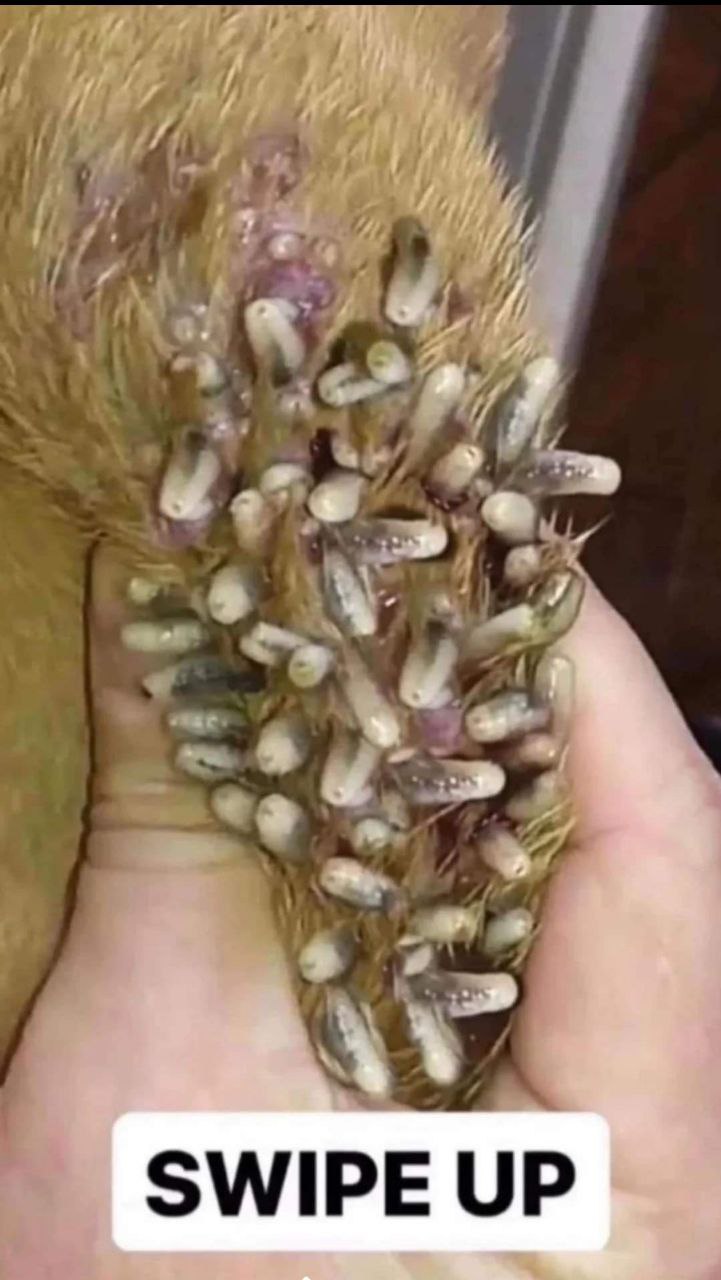 Where do maggots come from?