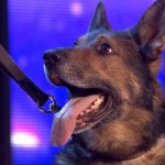 Simon Cowell Crying With Heroic police dog Finn moves the Judges to tears