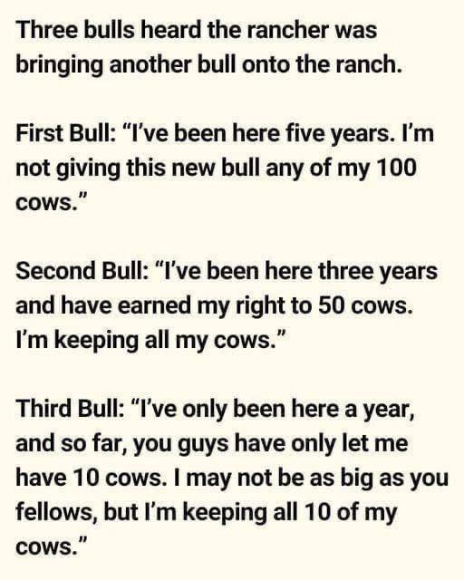 Three Bulls Found Out That The Rancher Was Bringing Another Bull