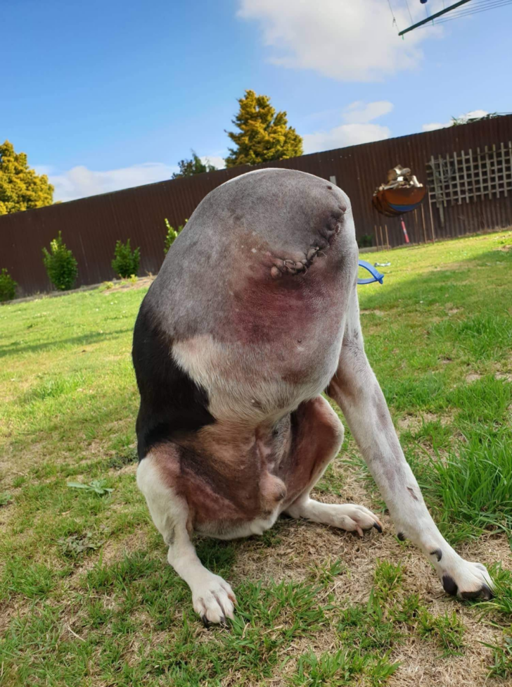 People Are Confused Over This Photo Of A ‘Headless’ Dog Continue Reading Below first comment👇👇