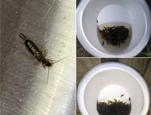 If You Find These Scary-Looking Insects in Your Home, Here’s What It Means