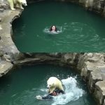 Visitor Faces Dangerous Encounter with Polar Bear at Berlin Zoo